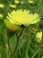 TSA HIERACIUM PILOSELLA 50ML-1