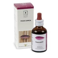 FICUS CARICA 50ML STV-2