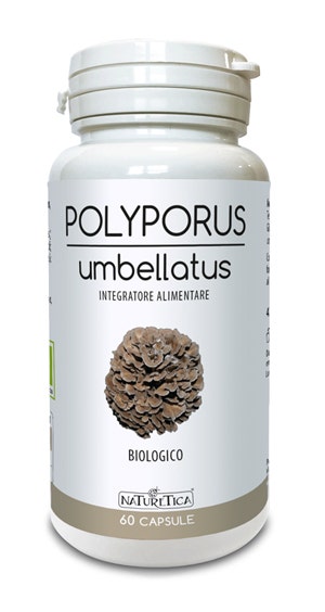 POLYPORUS UMBELLATUS 60CPS-1