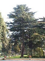 MSA CEDRUS LIBANI 50ML-1