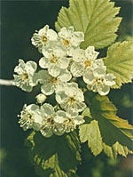TSA CRATAEGUS OXYCANTHIA 50ML-1